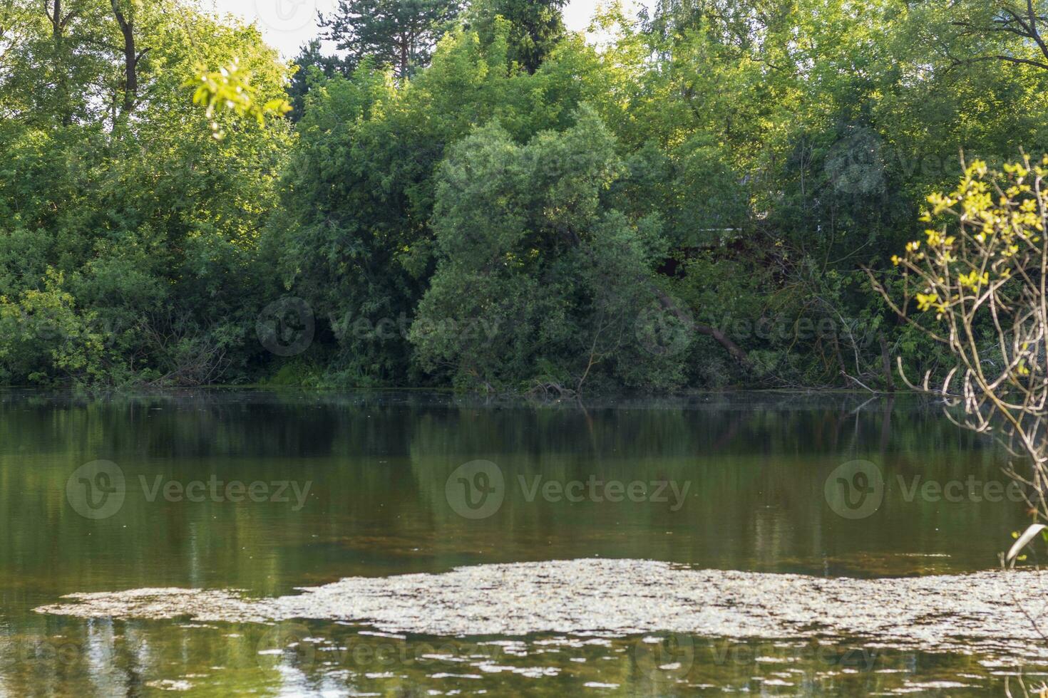 Landscape shot of the pond. Nature photo