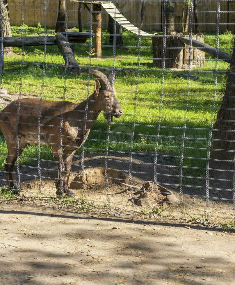 Close up shot of the goat in the cage. Animals photo