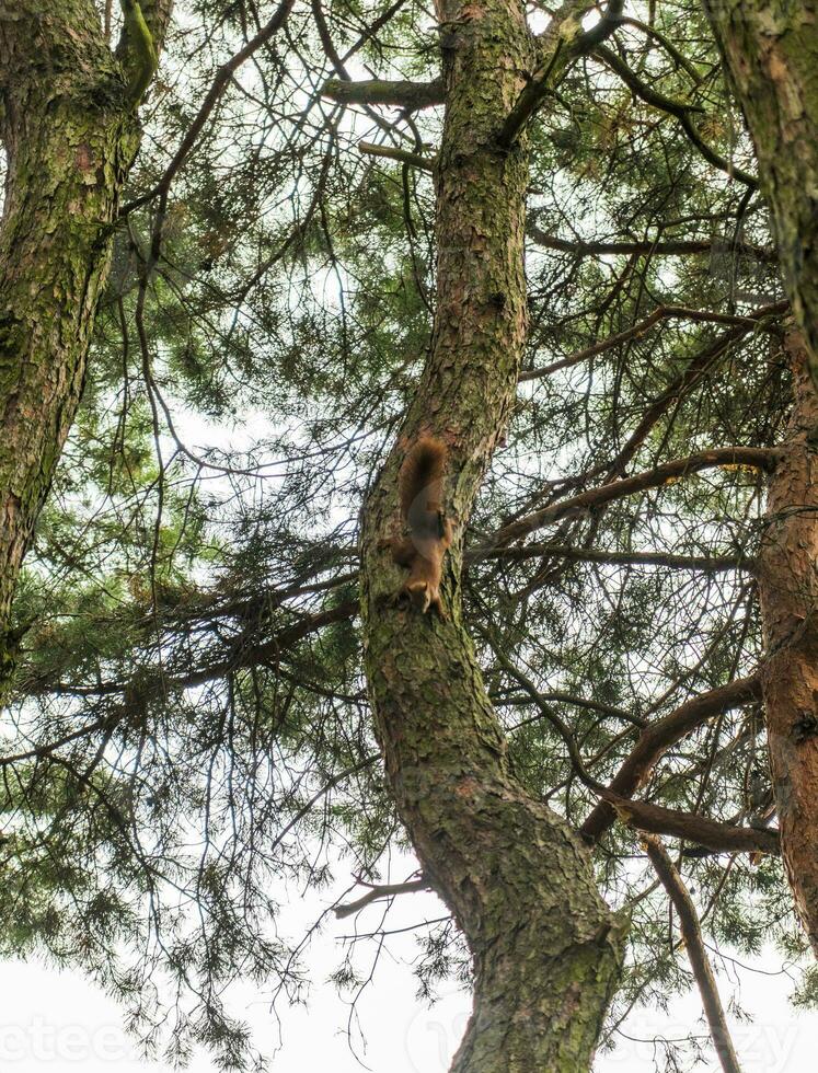 Disparo de palma ardilla en el árbol. animal foto