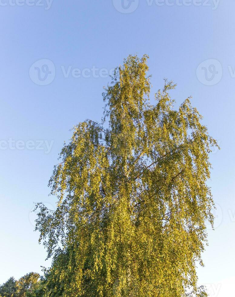 Shot of the big birch tree. Nature photo