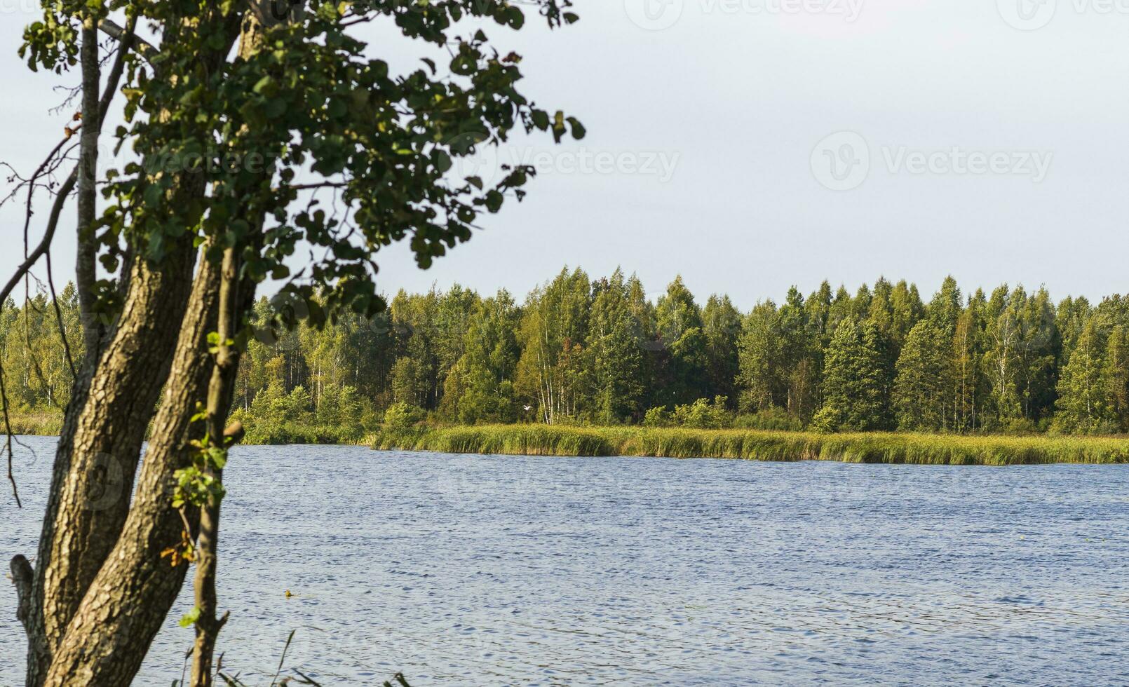 Landscape shot of the pond. Outdoors photo