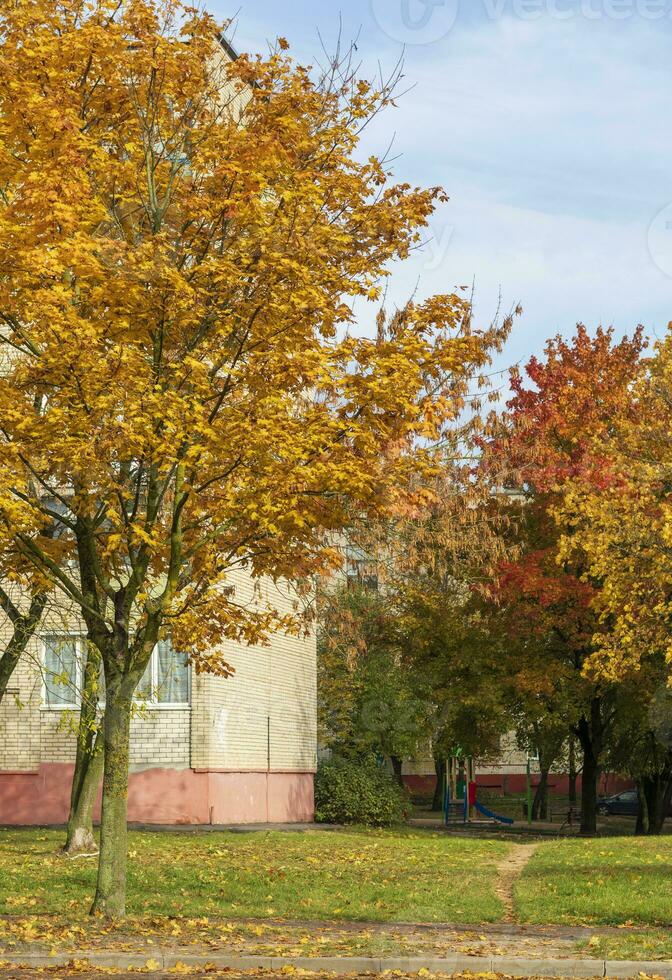 Shot of the colorful autumn trees. Nature photo