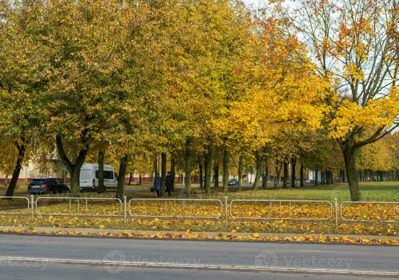 Disparo de el vistoso otoño arboles temporada foto