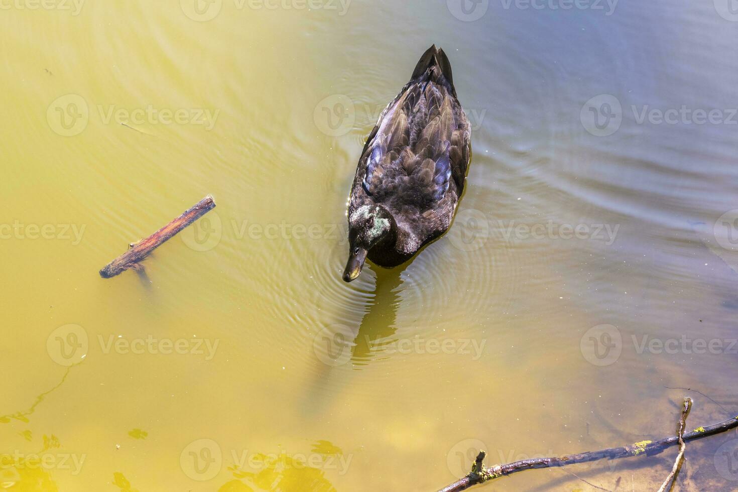 Closeup shot of a duck in the pond. Nature photo