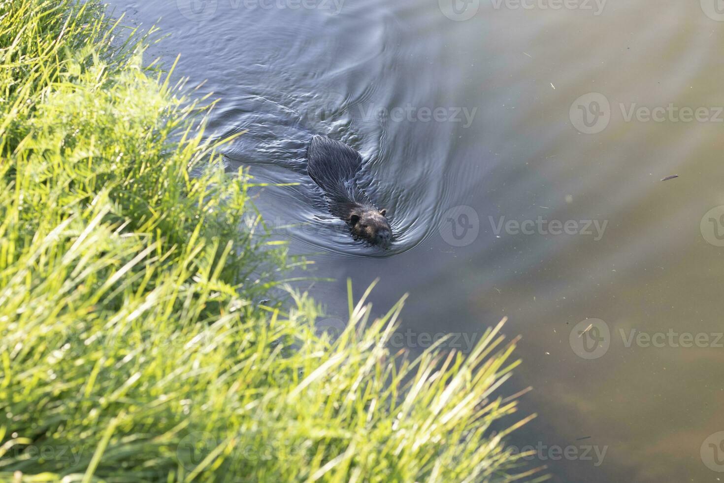 Shot of the muskrat swimming by the bank of the river. Animals photo