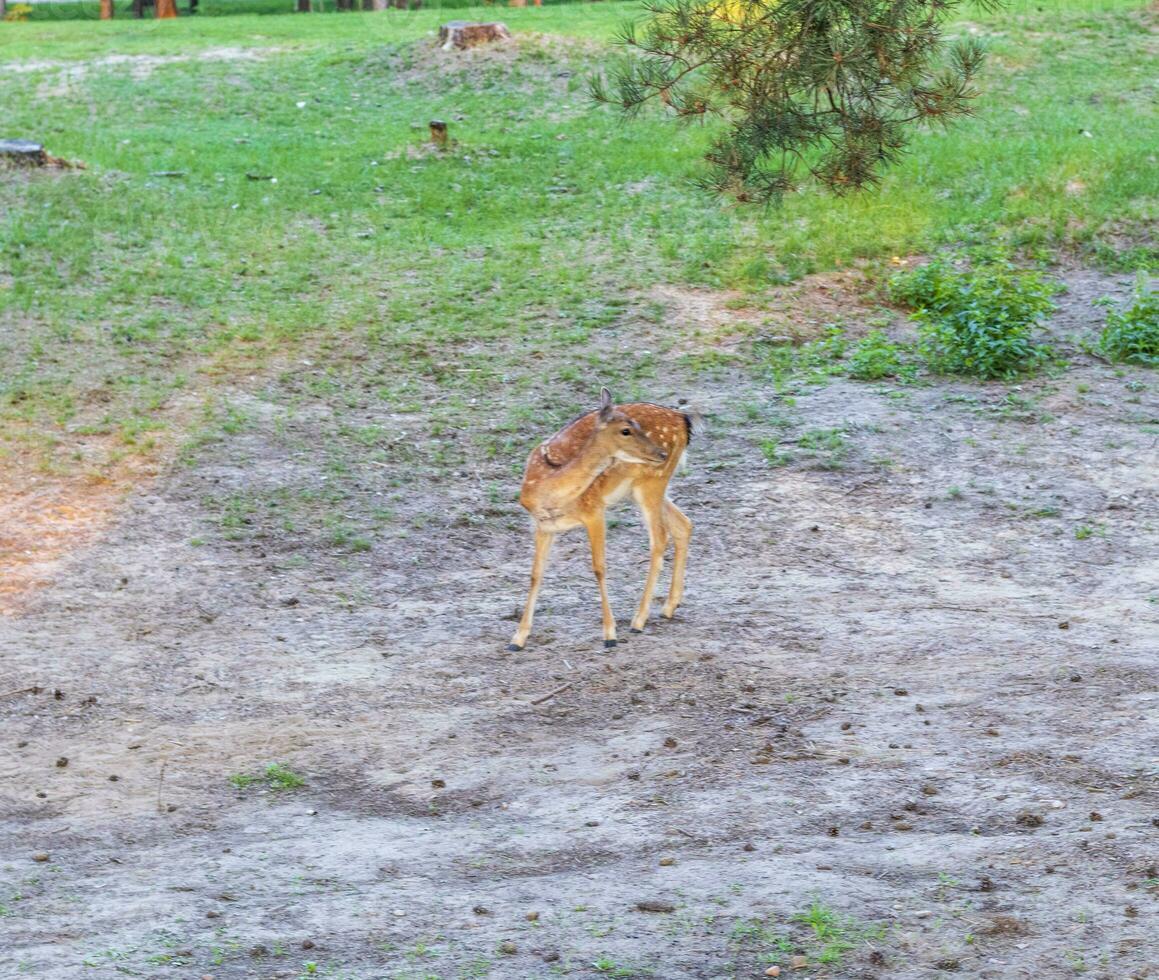 cerca arriba Disparo de el ciervo en el zoo. animales foto