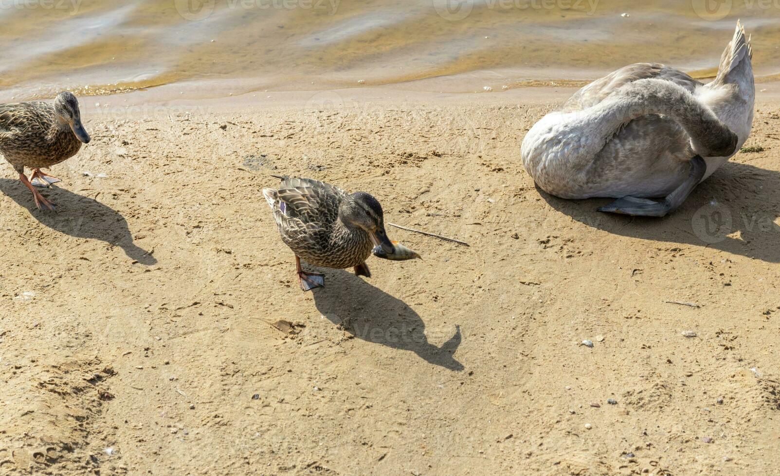 cerca arriba Disparo de el pichones, patos, cisnes por el estanque. plumado foto