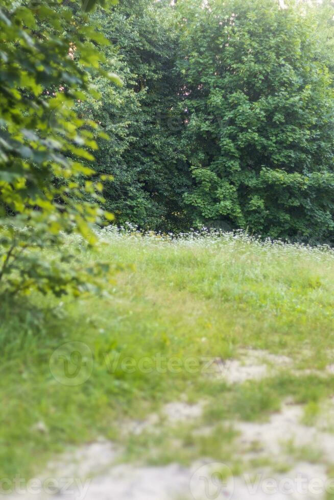 Landscape shot of the forest. Nature photo