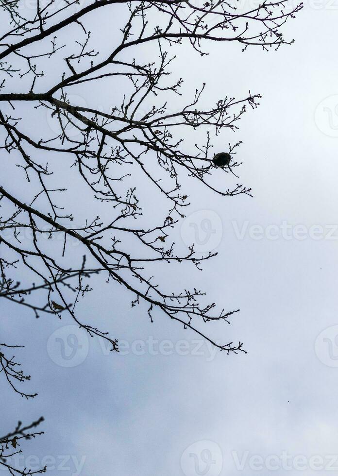 cerca arriba Disparo de el arboles en el bosque. naturaleza foto