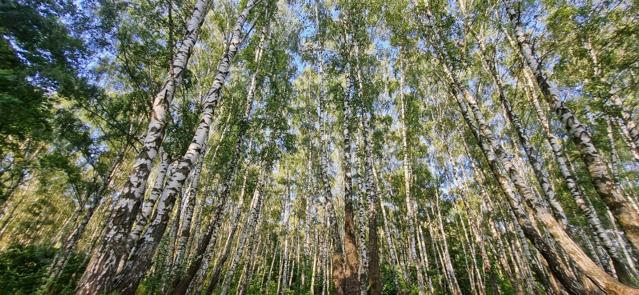 Shot of the big birch trees in the forest. nature photo