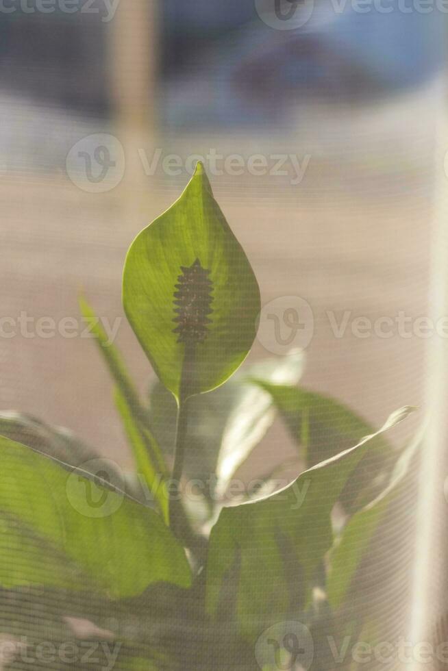 Shot of an indoor plant in the pot. Concept photo