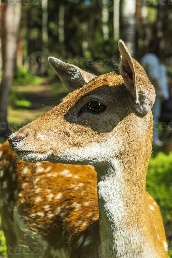 Shot of the deers in the forest. Animals photo