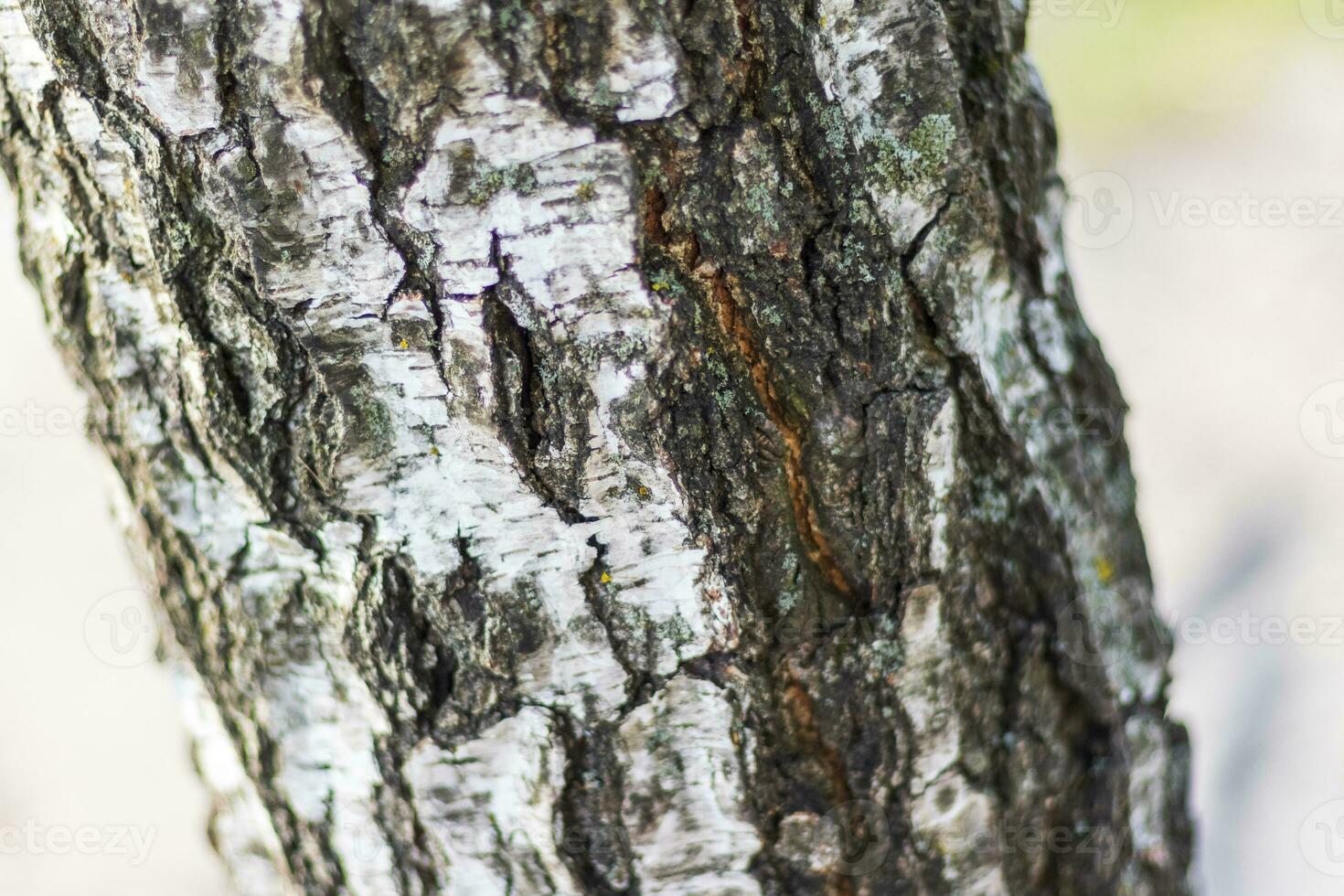 Close up shot of the trunk of the birch tree. Nature photo