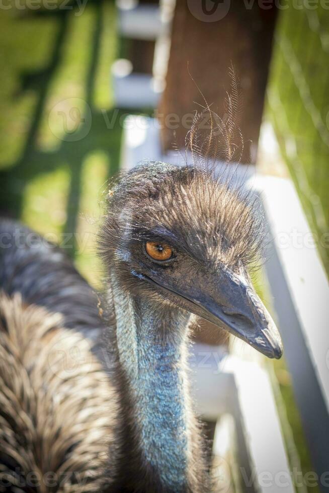 Close up shot of the emu ostrich in the zoo. Animals photo