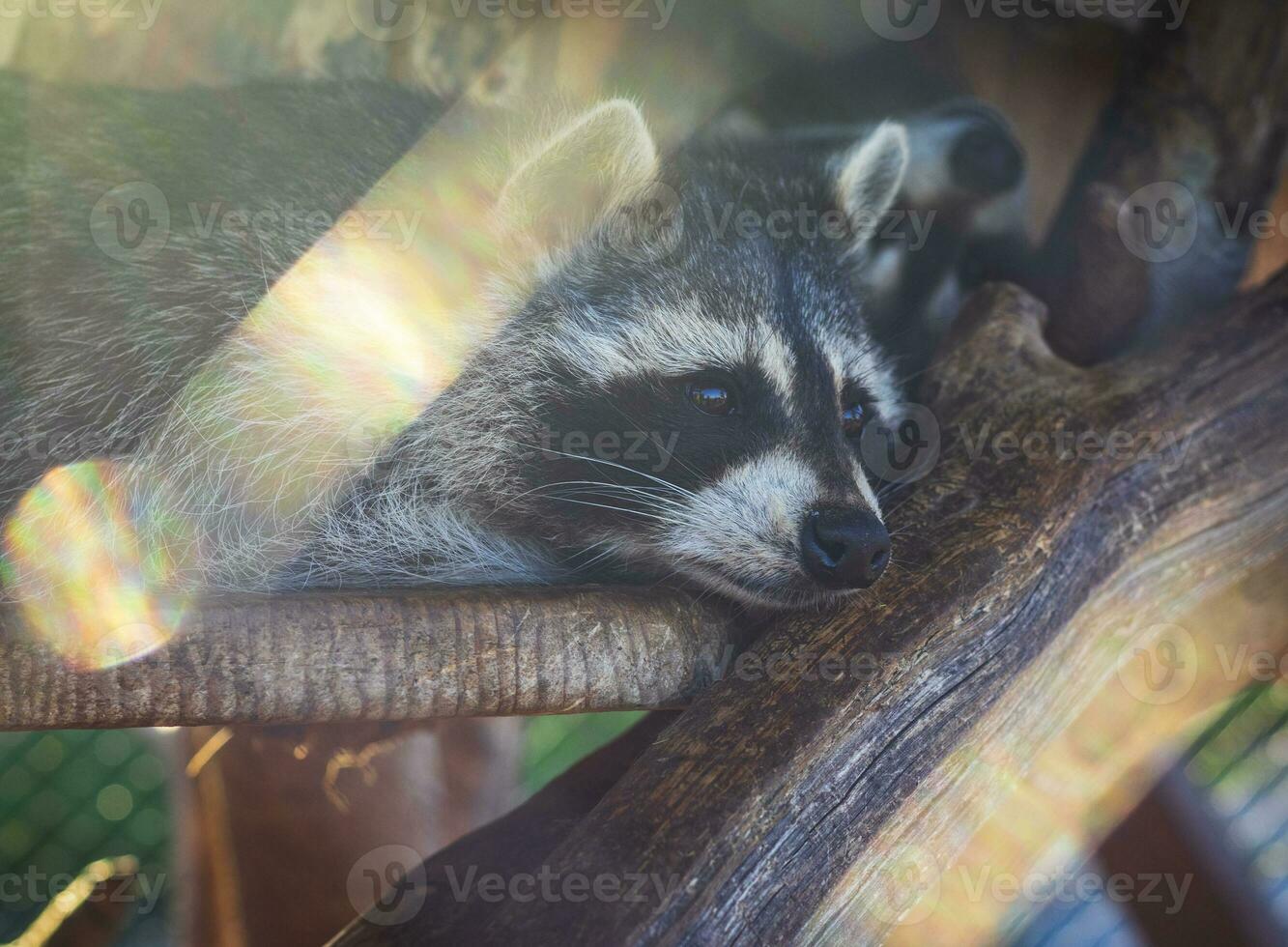 cerca arriba Disparo de el mapache en el jaula en el zoo. animal foto