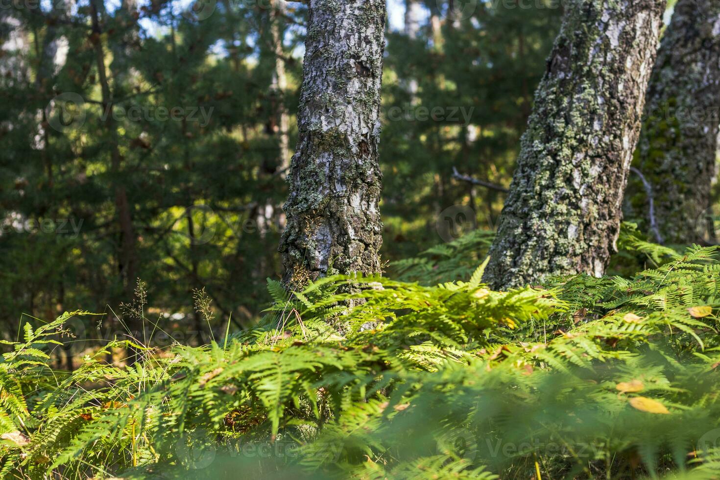 Landscape shot of the forest. Nature photo