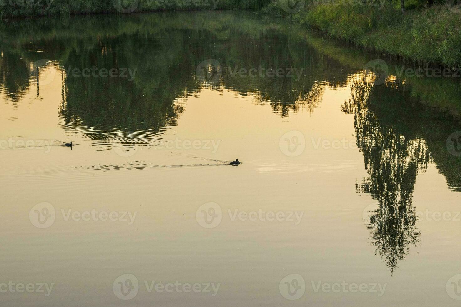 Landscape shot of the beautiful pond in the park. Nature photo