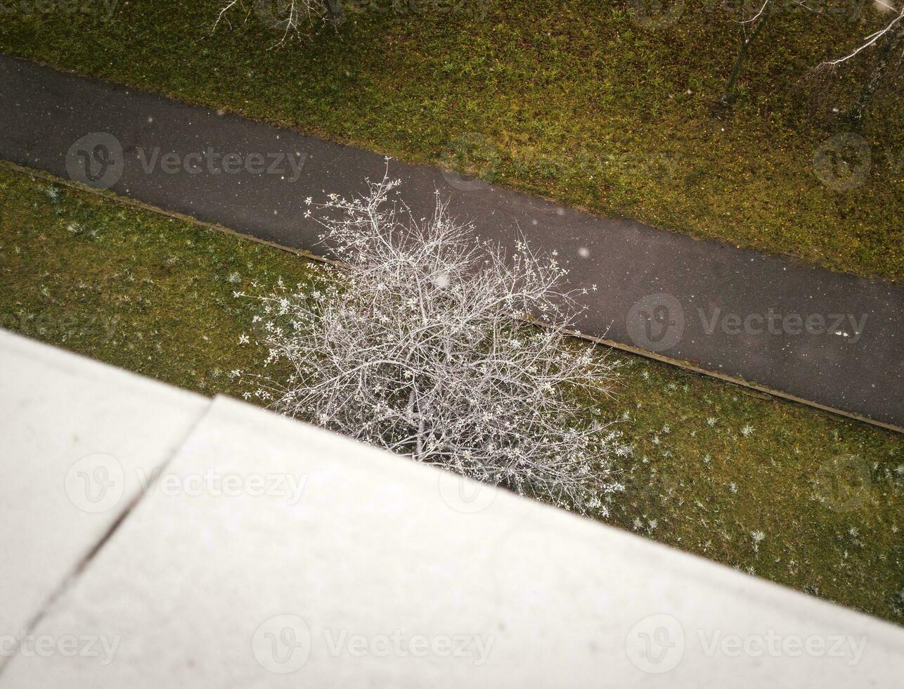 Shot of the tree covered in snow. Nature photo