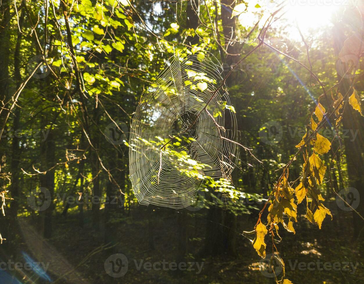 Shot of the spider web in the woods. Nature photo