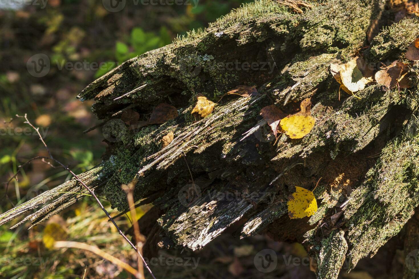 Close up shot of the soil surface in the forest. Nature photo