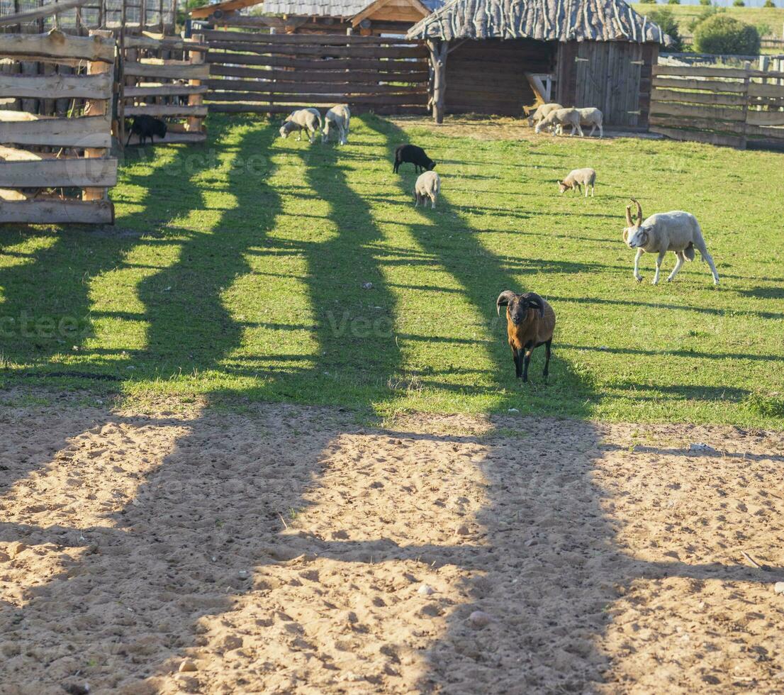 Shot of the rams and sheep. Village photo