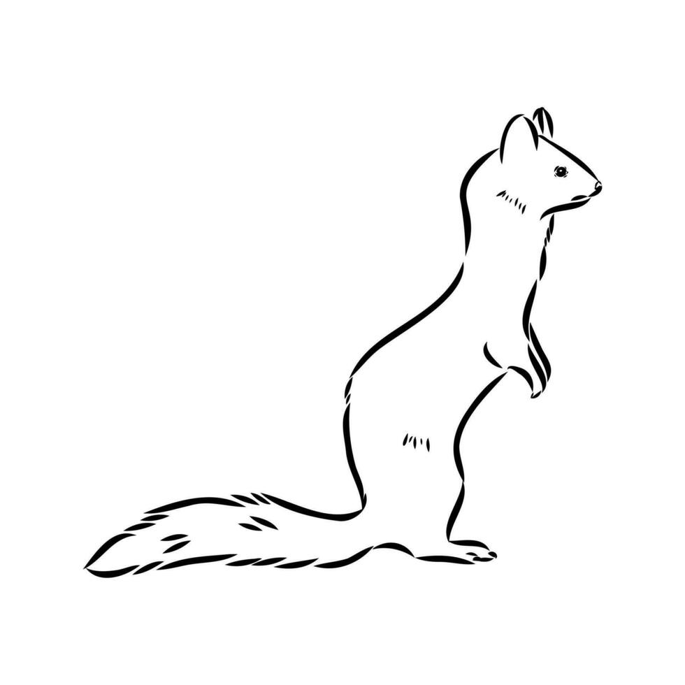 ferret vector sketch