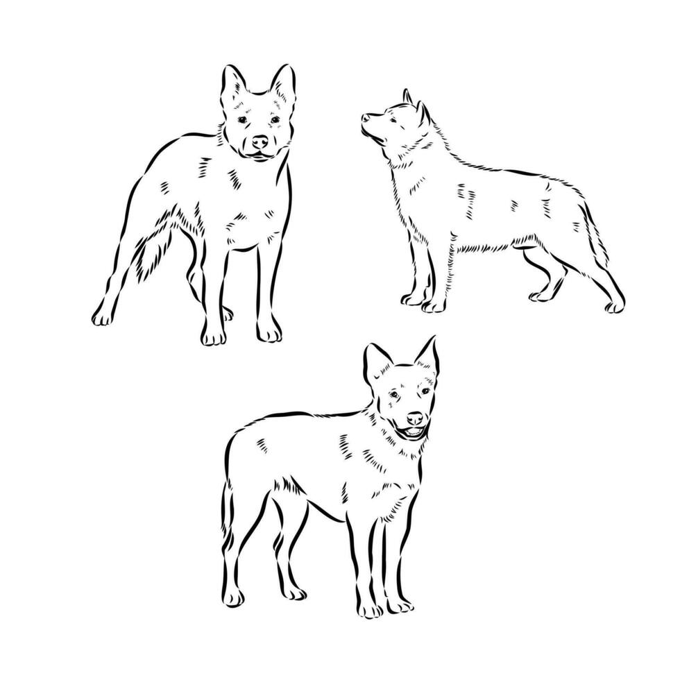 Australian Cattle Dog Vector Sketch 36437334 Vector Art At Vecteezy australian-cattle-dog-vector-sketch-36437334-vector-art-at-vecteezy
