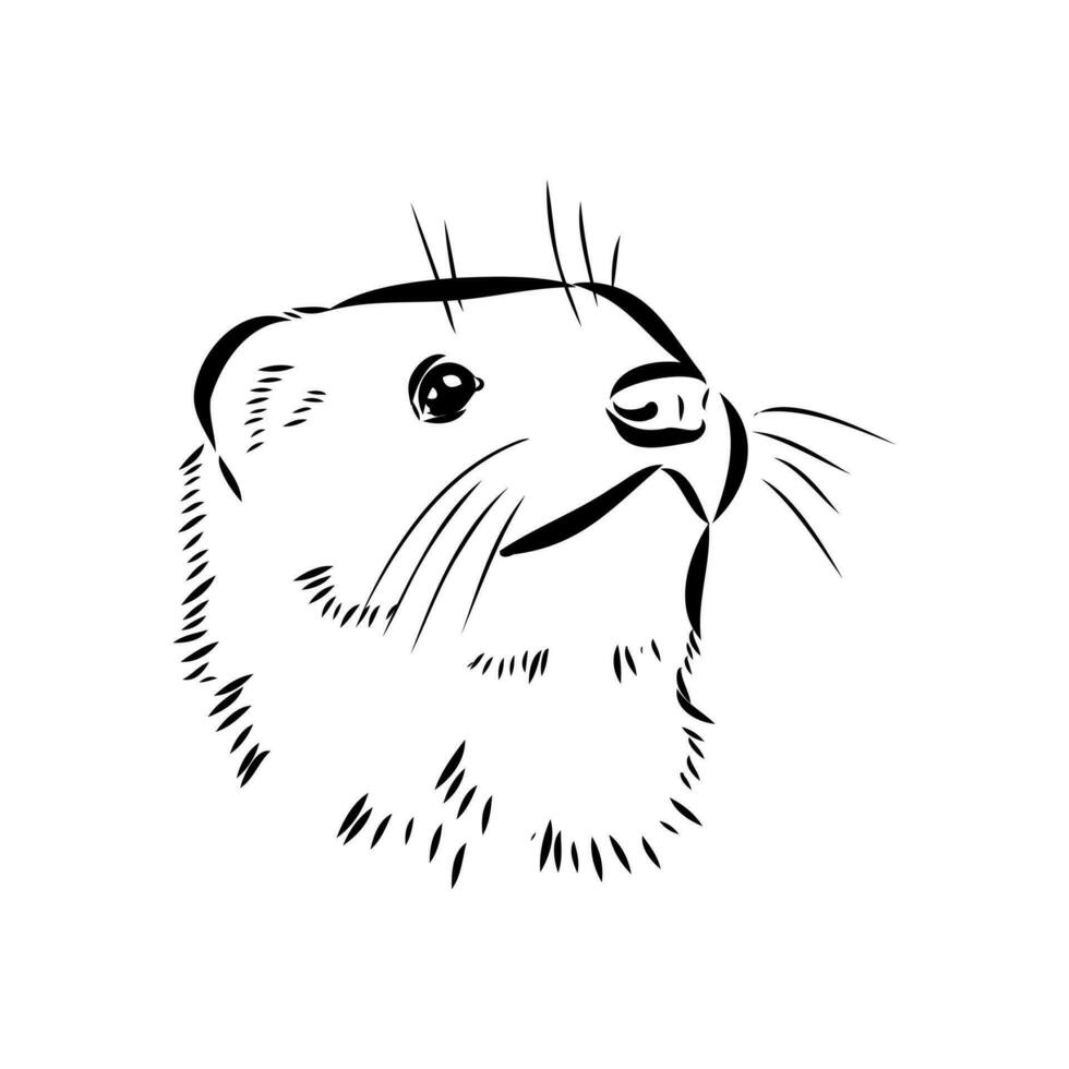 ferret vector sketch