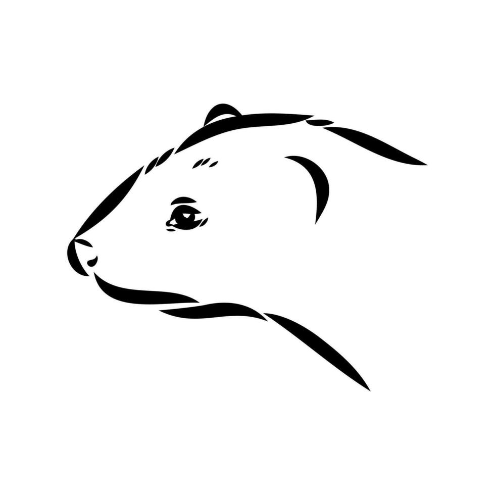 ferret vector sketch