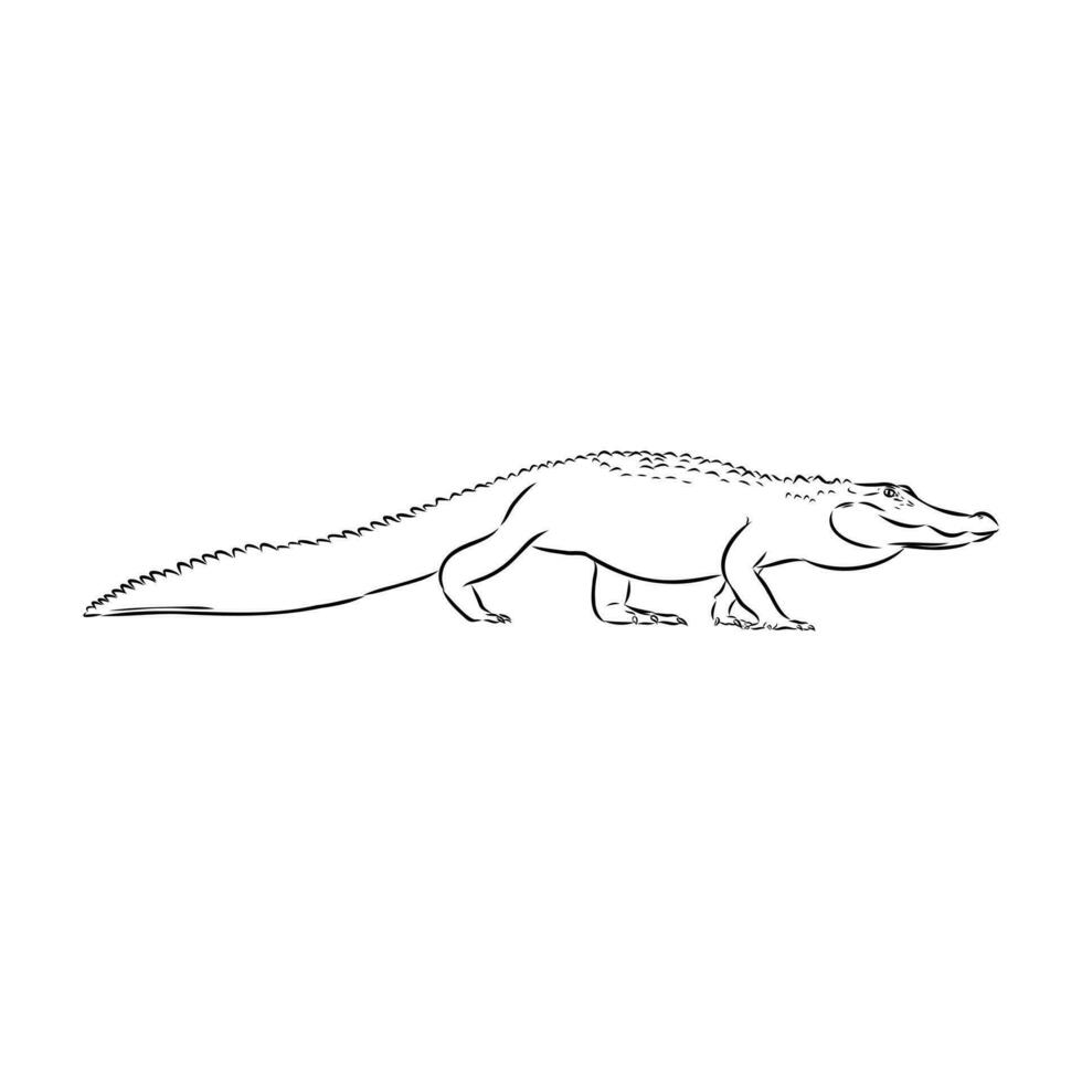 croquis vectorial de cocodrilo vector