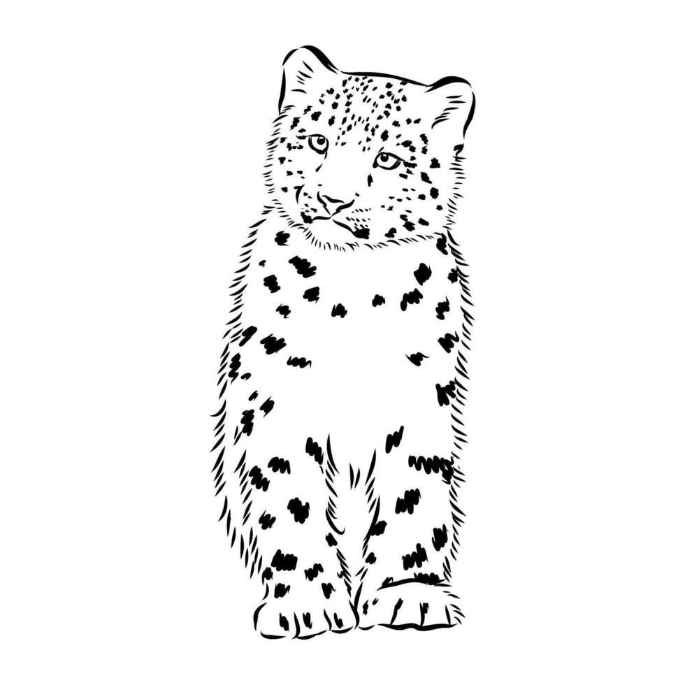 nieve leopardo vector bosquejo