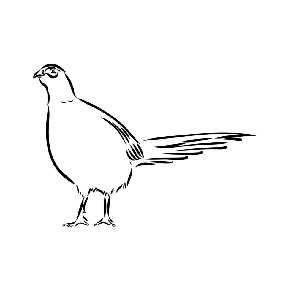 pheasant vector sketch