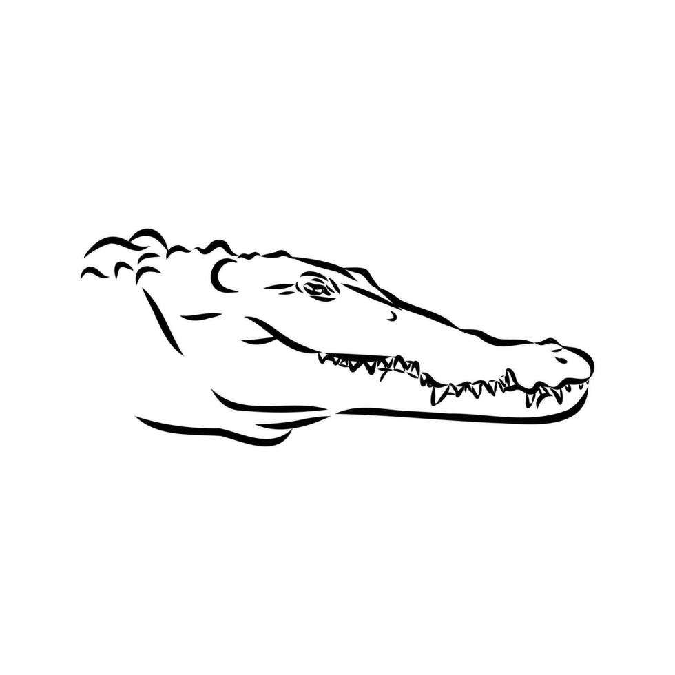 crocodile vector sketch