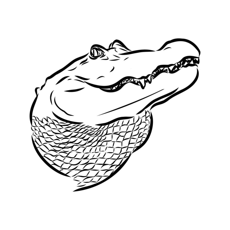 crocodile vector sketch