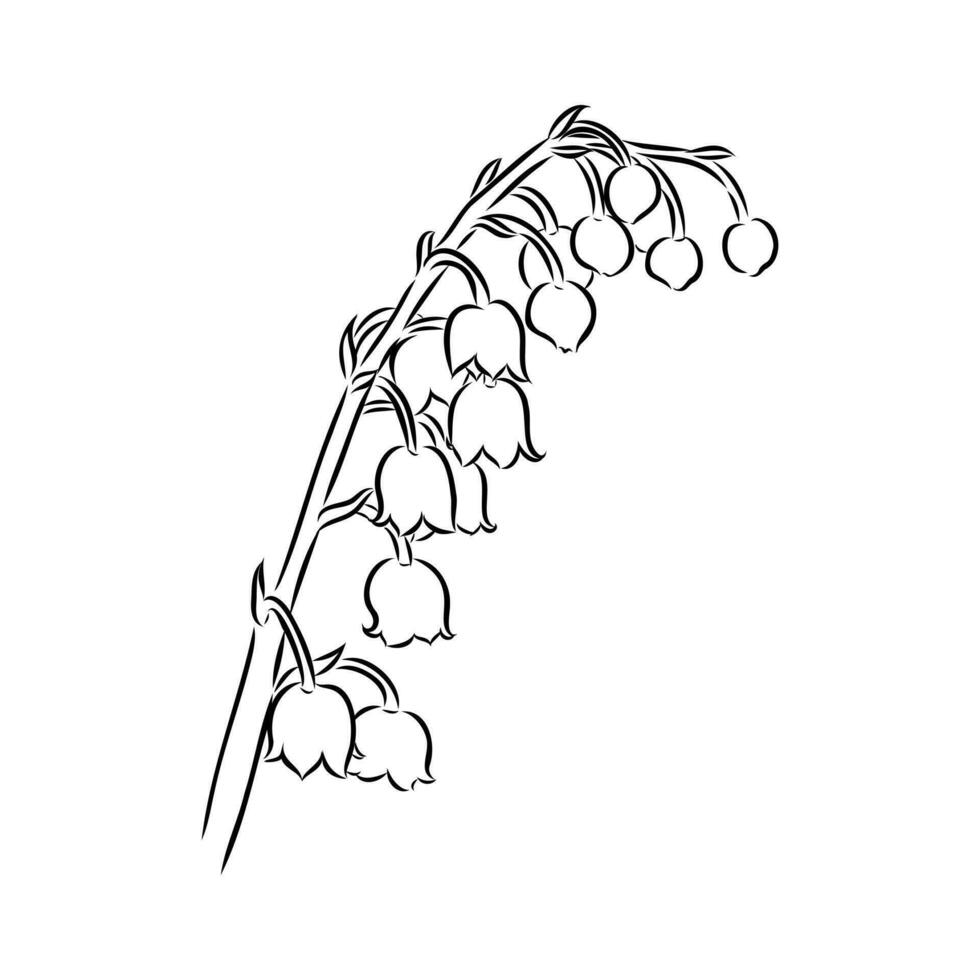 lily of the valley flower vector sketch