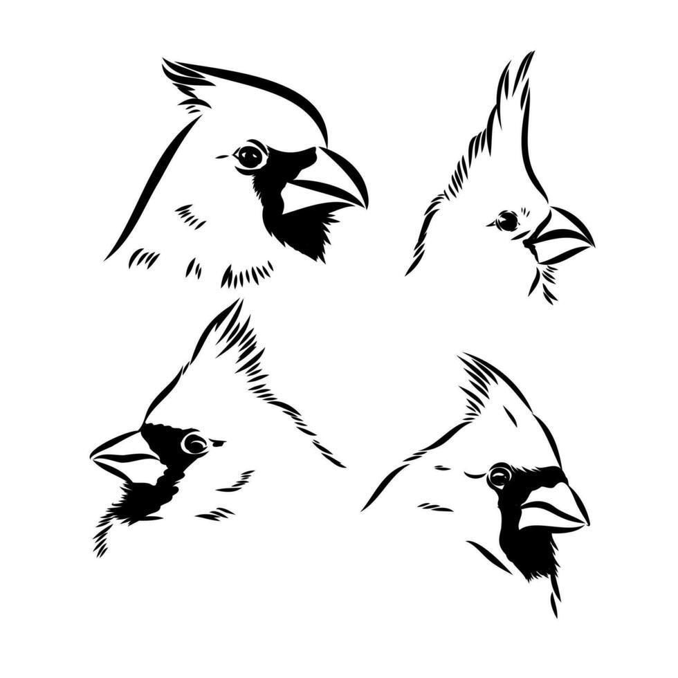 cardinal bird vector sketch