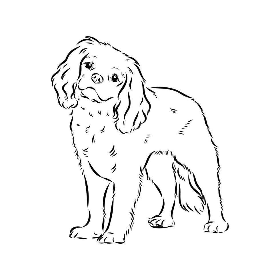 cavalier king charles dog vector sketch