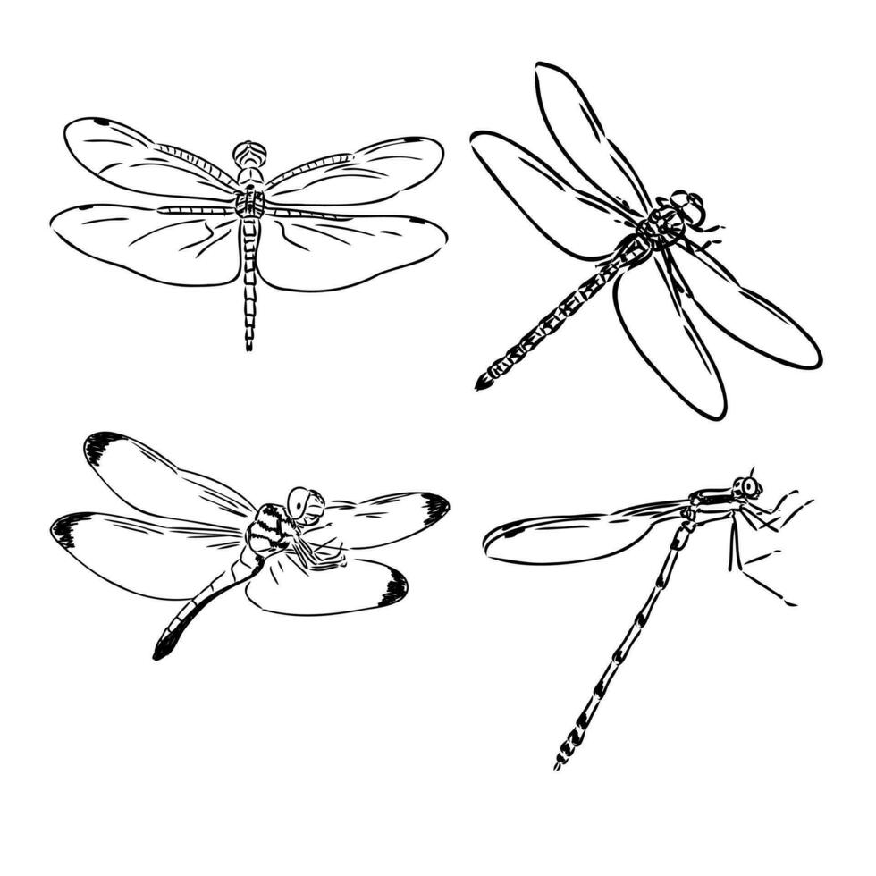 libélula vector bosquejo
