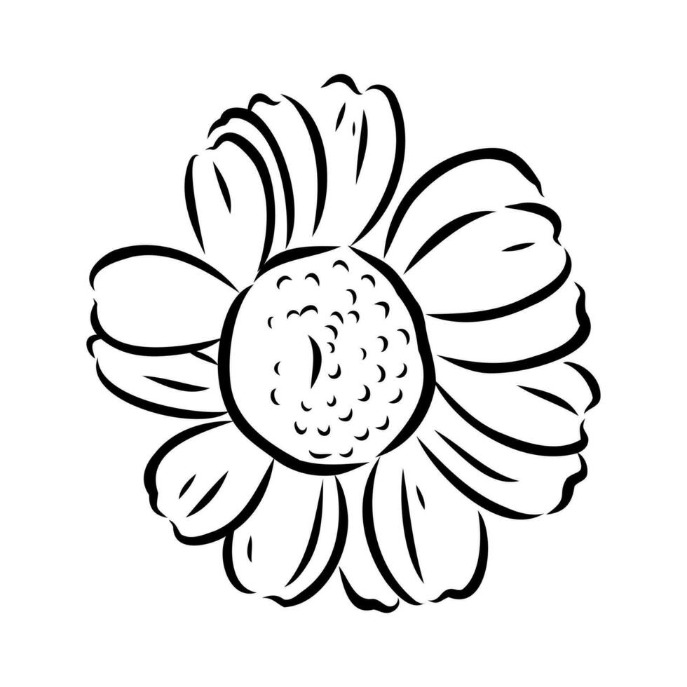 margarita flor vector bosquejo