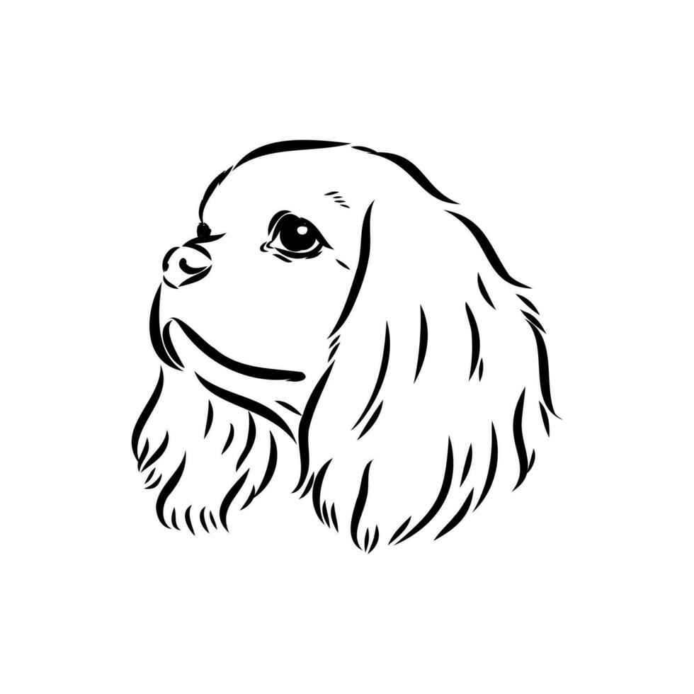 cavalier king charles dog vector sketch