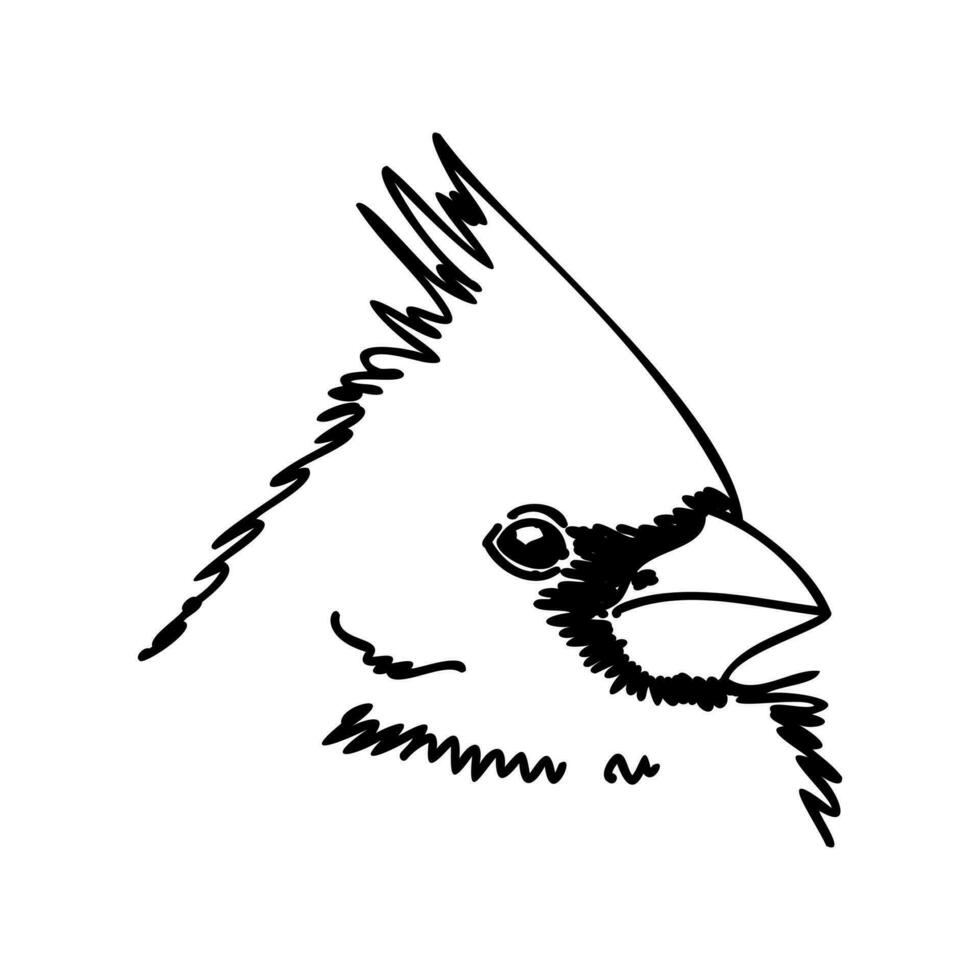 cardinal bird vector sketch