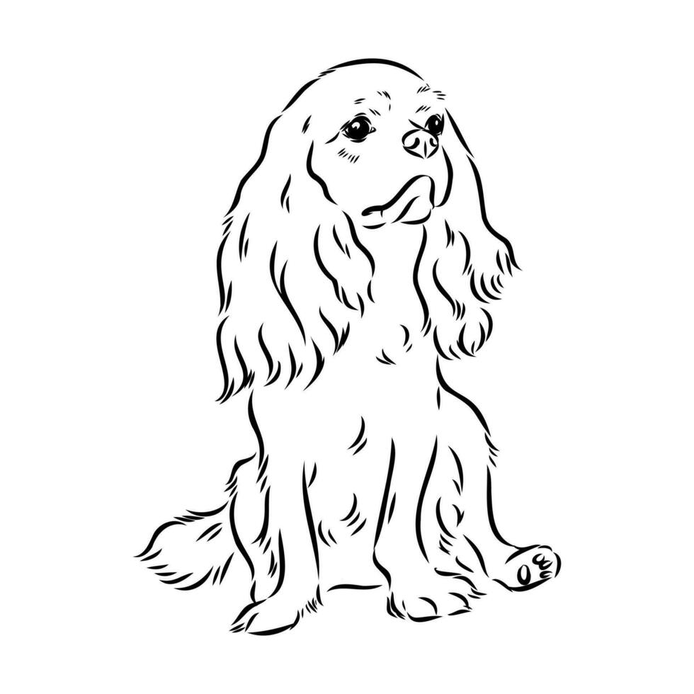 cavalier king charles dog vector sketch