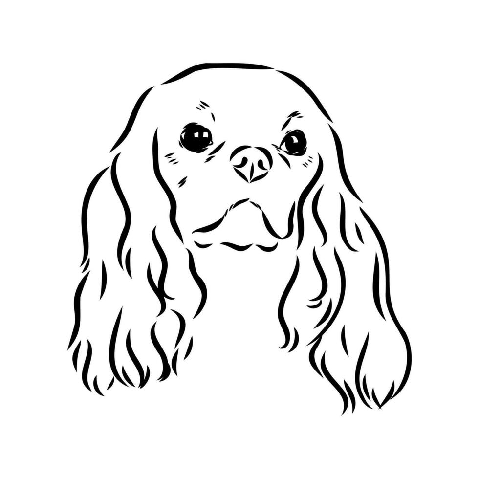 cavalier king charles dog vector sketch