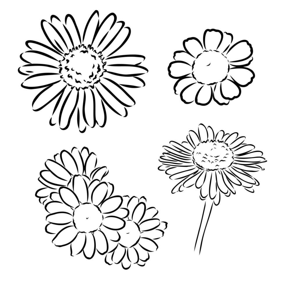 daisy flower vector sketch