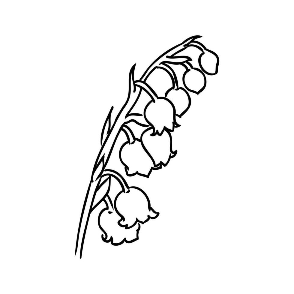 lily of the valley flower vector sketch