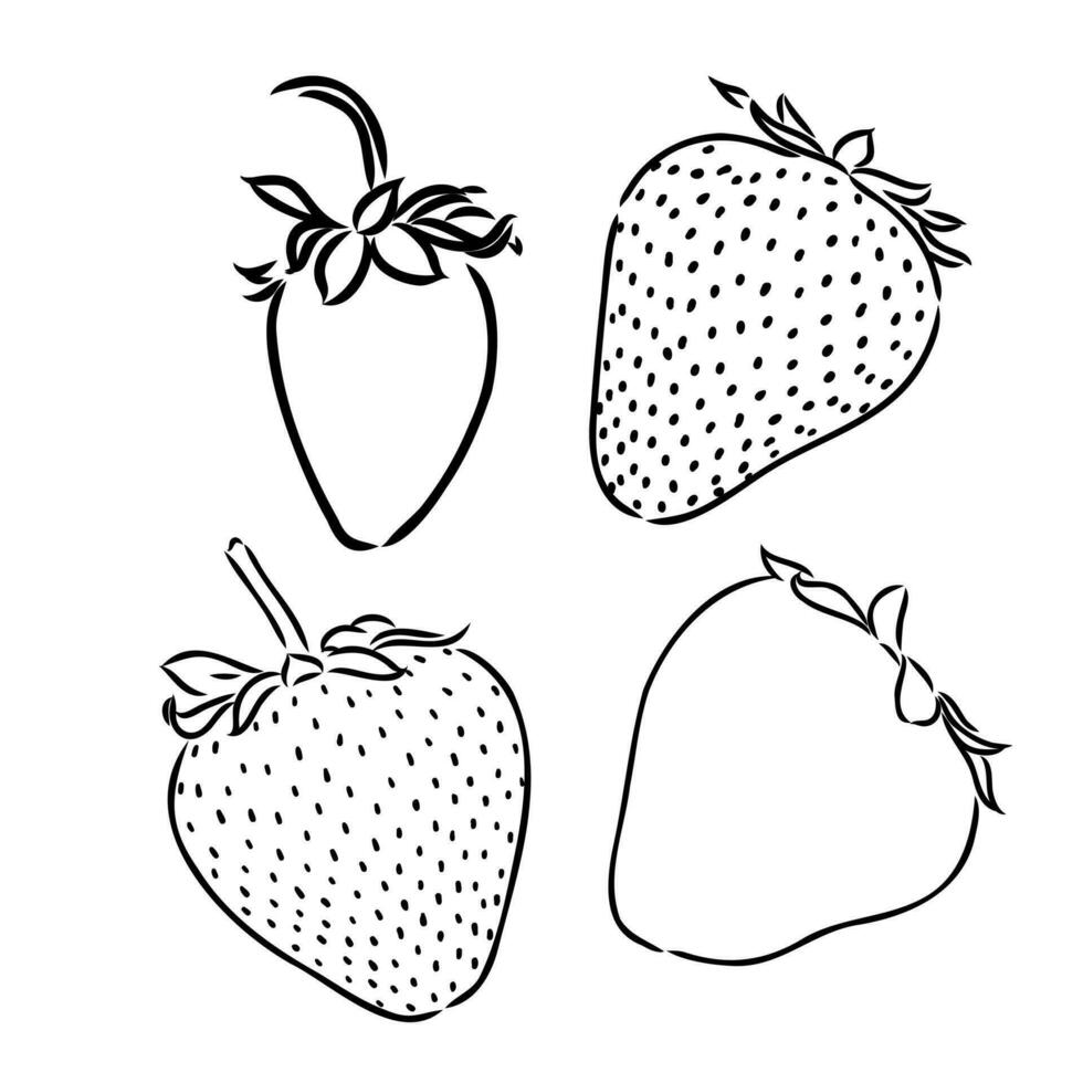 strawberry vector sketch