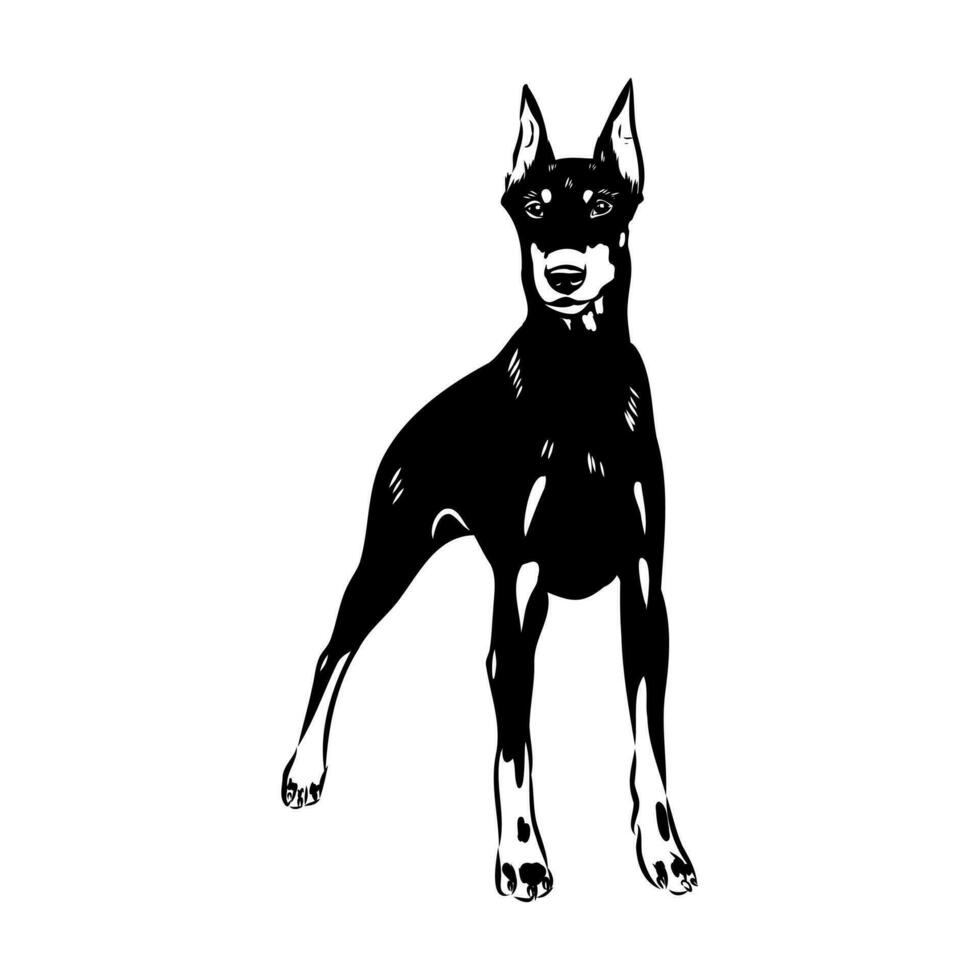 doberman dog vector sketch