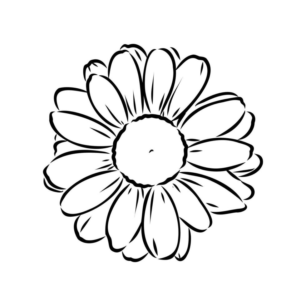 daisy flower vector sketch