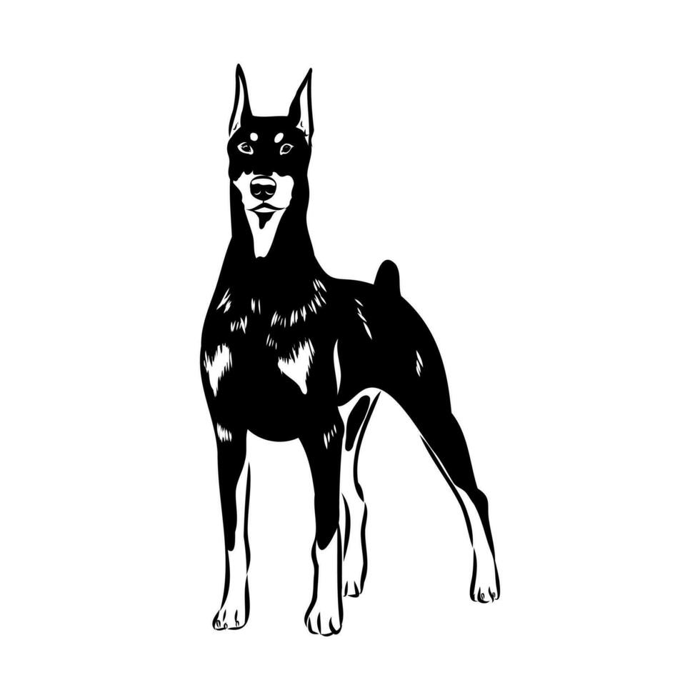 doberman dog vector sketch