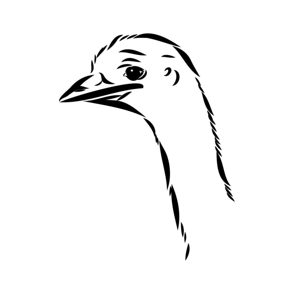 ostrich vector sketch